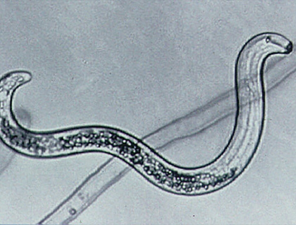 Nematoder bekæmper gåsebiller